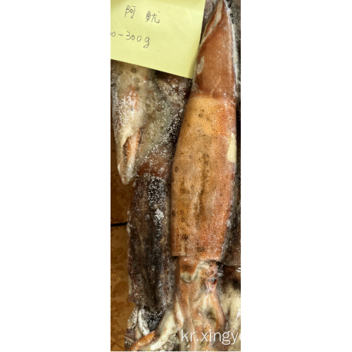 얼어 붙은 오징어 전체 라운드 Illex Argentinus Squid 200-300g.